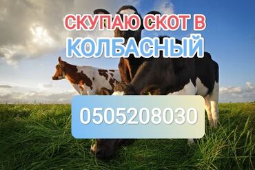 крупный рогатый скот: Куплю | Коровы, быки, Лошади, кони | Круглосуточно, Любое состояние, Забитый