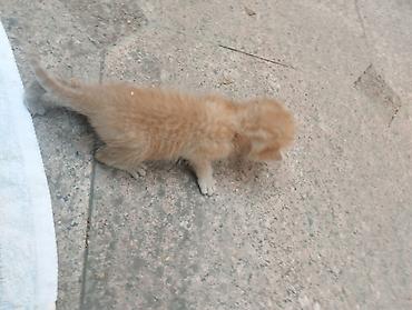 scottish fold: СРОЧНО! помогите подкинули котенка во двор, отдать некому💔 очень — 2