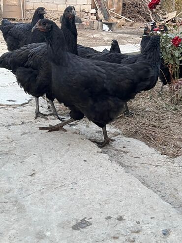 машины на продажу бишкек: Продаю | Куры | Домашняя | Для разведения