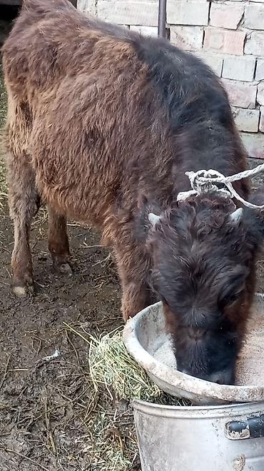 Коровы, быки: Продаю | Тёлка | Для разведения — 9