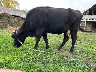 молочные оборудование: Сатам | Уй (ургаачы) | Алатоолук | Сүт алуу үчүн, Көбөйтүү үчүн | Бооз