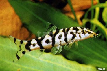 akvarium matoru: Botsiya. Yetişkin. Erkək ya dişi olduğunu bilmirəm. Tam sağlamdır