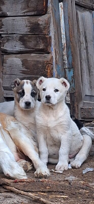 чихуахуа собака: Алабай, 2 месяца, Самец