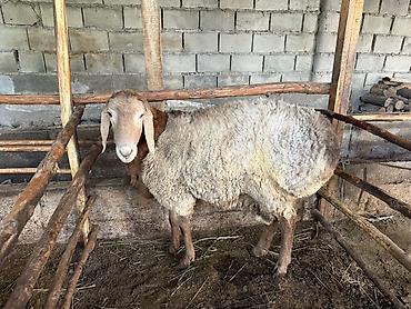 кара балта животные: Продаю | Баран (самец) | Арашан | На забой, Для разведения | Племенные, Осеменитель — 1
