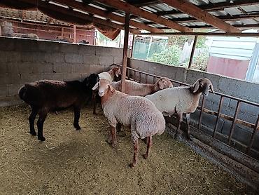 простые птички: Продаю | Баран (самец) | Арашан | На забой — 4