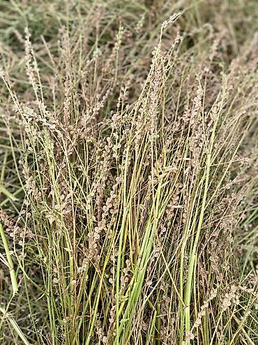 Эспарцет: Эспарцет. Семенное хозяйство Победитель. сорт: Иссык Кульский. 2 — 7