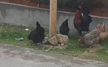 Грызуны: Курица, Для яиц, Самовывоз