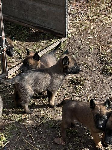 Продажа собак: Щенки Бельгийский овчарки - Порода по типу — короткошёрстные — 3