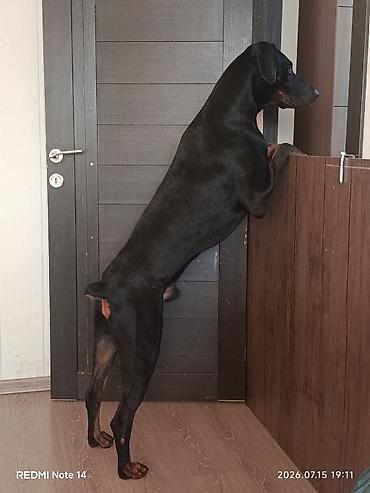 karlik pudel satisi: Doberman, 2 il, Erkək, Cütləşmə üçün, Ünvandan götürmə — 3