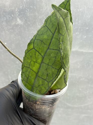 Хойи: Продаю хойи. Цены от 250 до 2000сом — 9