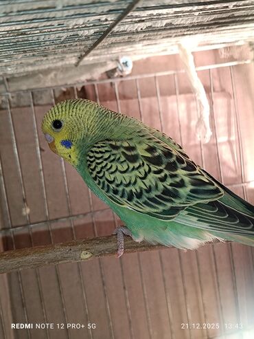 Tutuquşları: Məhsul: Dalmatian/xallı və klassik rəng çeşidlərində nimfa deyil — 8