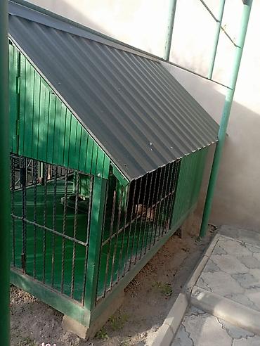 layka iti: 1 ildir alınıb 6 ay istifadə olunub it artıq olmadığı üçün satılır 650 — 4