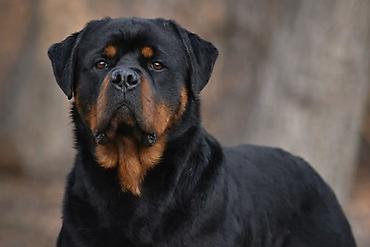 it elanlari: Rotveyler, Peyvəndli — 10
