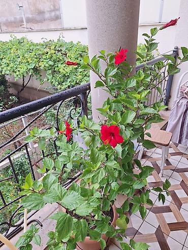 diffenbaxiya bitkisi: Qırmızı hibiskus (Çin qızılgülü) – böyük dibçəkdə, bol tumurcuqlu və — 3