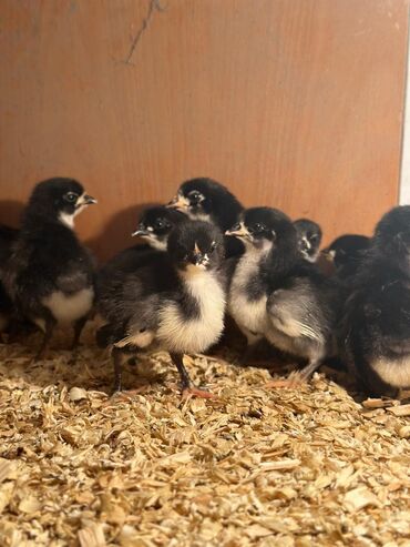 Toyuqlar: Təmiz qan Avstralop cücələr topdan satılır. 1 gündən 1 ayına kimi — 8