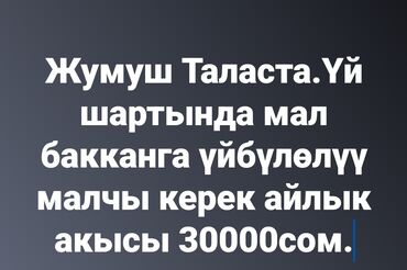 сарайга малчы керек: Талап кылынат Малчы, Төлөм Күн сайын