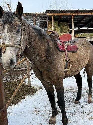 Лошади, кони: Продаю | Жеребец — 3