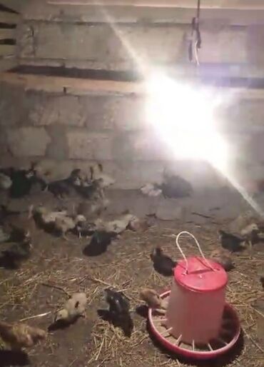 hinduşqa cücələri: Toyuq cücələri, Damazlıq, Ünvandan götürmə, Ödənişli çatdırılma