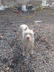 Продажа собак: Срочно! Собака среднего размера, прямые стоячие уши, компактное — 5