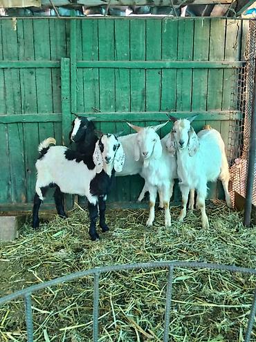 Козы, козлы: Продаю | Коза (самка), Козёл (самец), Козлёнок | Зааненская, Битал | Для разведения, Для молока | Племенные, Котные, Осеменитель — 15