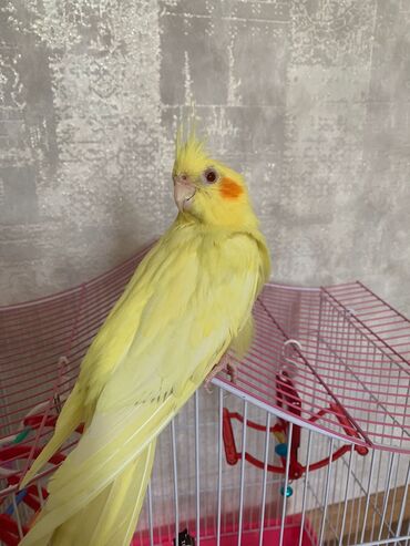 Tutuquşları: Növ: Korella papuqayı (cockatiel), sarı rəng 6 aylıgdır Erkek cinsidir — 18