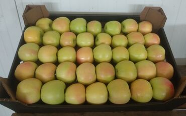 Яблоки: Яблоки — 10