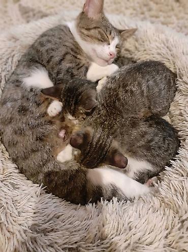 heyvan sahiblendirme: Ana və balaları yaxşı əllərə sahibləndirilir🐾 — 1
