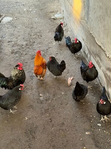 Куры, петухи: Продаю | Куры, Петух — 5