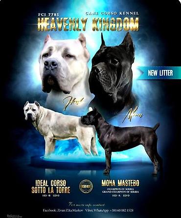 Psi: Kane Korso štenci Odgajivačnica Cane Corso Kennel Heavenly Kingdom FCI na lalafo.rs — 8 Psi: Kane Korso štenci Odgajivačnica Cane Corso Kennel Heavenly Kingdom FCI — 8