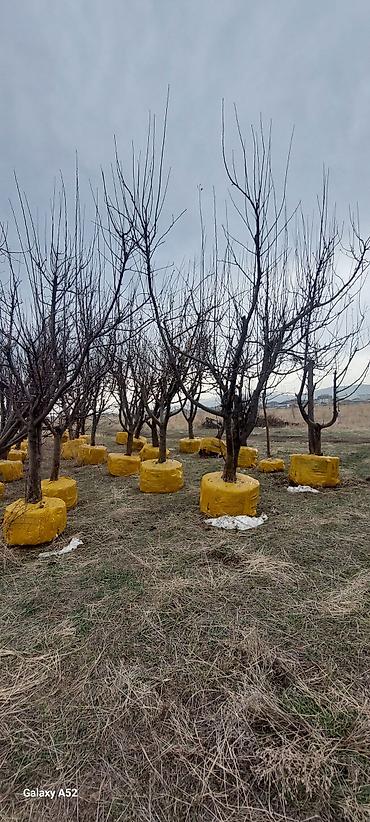 мака ош: Саженцы яблоки 10 лет. Яблока. Алма. Алма күчөтүү. Плодовые деревья — 6