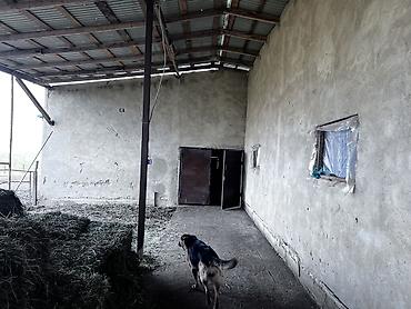 Продажа коттеджей и домов: Срочно продается дом +большой участок Адрес: Беловодский село Бала at lalafo.kg — 11 Продажа коттеджей и домов: Срочно продается дом +большой участок Адрес: Беловодский село Бала — 11