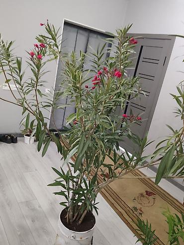 активная пена купить: Кустарник олеандр (Nerium oleander) - Высокий разветвлённый куст с — 1
