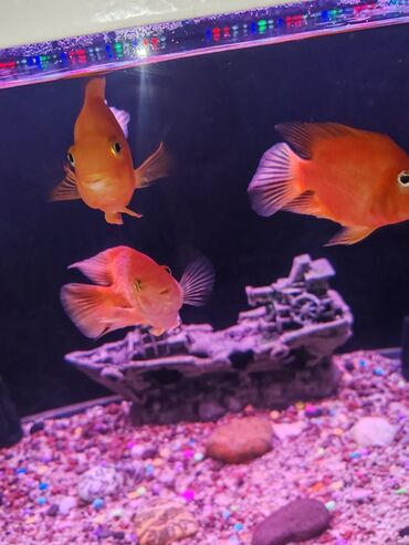 Akvariumlar: Zavod akvarium 330 litr olcusu 1.20 60.45 her seyi var bahali baliqlar — 15