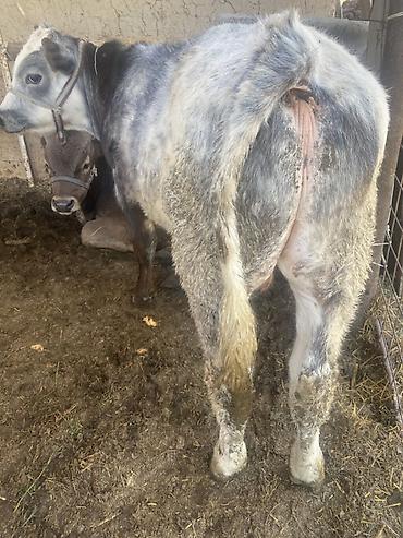 Коровы, быки: Продаю | Бык (самец) | Привязанные — 2