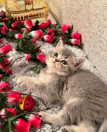 Pişiklər: Britan, Erkək, Dişi — 6