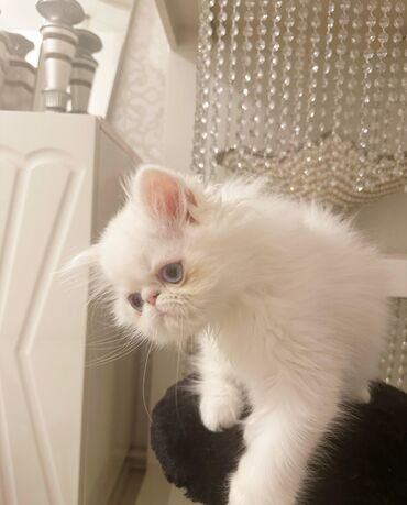 Pişiklər: Şotland uzun tüklü, Ödənişli çatdırılma — 19