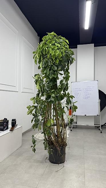 Крупномерая лиана/дерево в горшке (вероятно шефлера, Schefflera