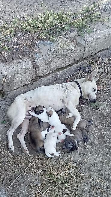 tutuquşu yemi: 1 ay, Erkək — 5