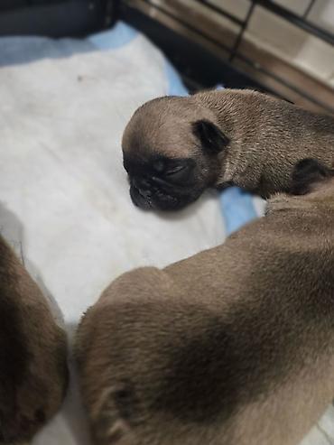 Psi: Štenci – kratkonosa rasa malog rasta (tip buldog/mops). Leglo više — 6