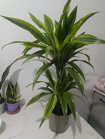 геран цветы: Драцена (вероятно Dracaena fragrans/deremensis) в пластиковом горшке — 1