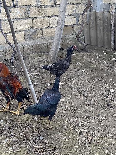 Toyuqlar: Toyuq, Damazlıq, Ödənişli çatdırılma -da lalafo.az — 2 Toyuqlar: Toyuq, Damazlıq, Ödənişli çatdırılma — 2