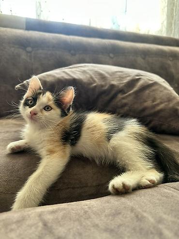 сеамская кошка: СРОЧНО ОТДАЮ КОТЯТ В ДОБРЫЕ РУКИ‼️ котята игривые и ласковые кушают — 4