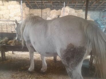 гидропонный корм: Продаю | Кобыла (самка)