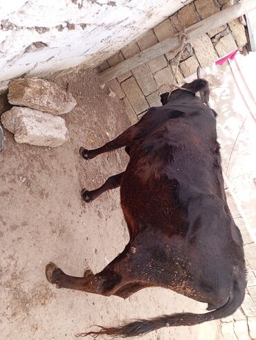 i̇nəy: Ətiye satllr 110 kilo eti var
