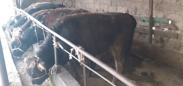 Коровы, быки: Продаю | Бык (самец) | Ангус, Швицкая | На откорм — 1