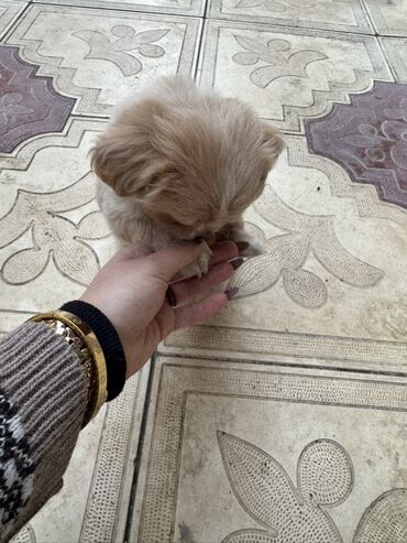 en cox sud veren inekler: Pekines, 2 ay, Peyvəndli