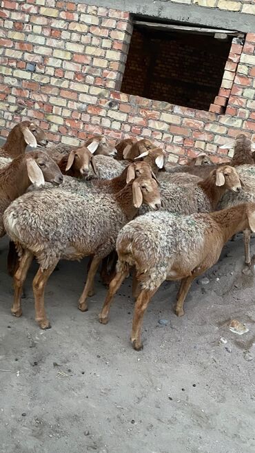 Бараны, овцы: Продаю | Овца (самка) | Арашан | Для разведения | Матка — 2