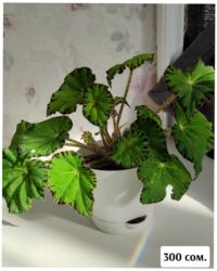 семена цветов комнатных: Комнатные растения в горшках. 1) Бегония рекс