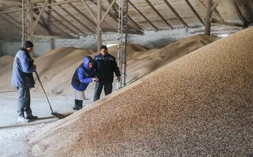 корма для крс: Продаю пшеницу РОССИЯ. ОПТОМ самовывоз. Есть в наличии 300тон