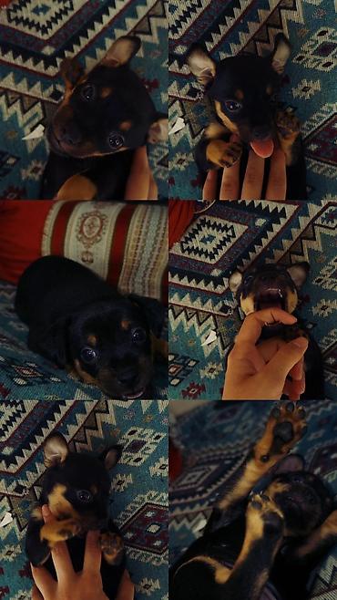 it pudel: Miniatür pinçer, 3 ay, Erkək — 2